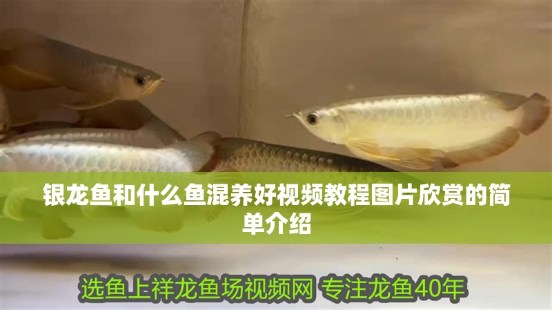銀龍魚和什么魚混養好視頻教程圖片欣賞的簡單介紹