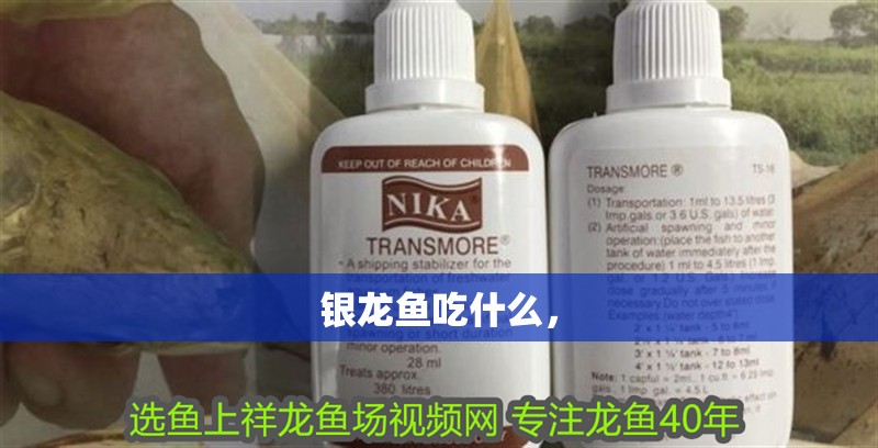 銀龍魚吃什么， 銀龍魚吃什么， 銀龍魚百科