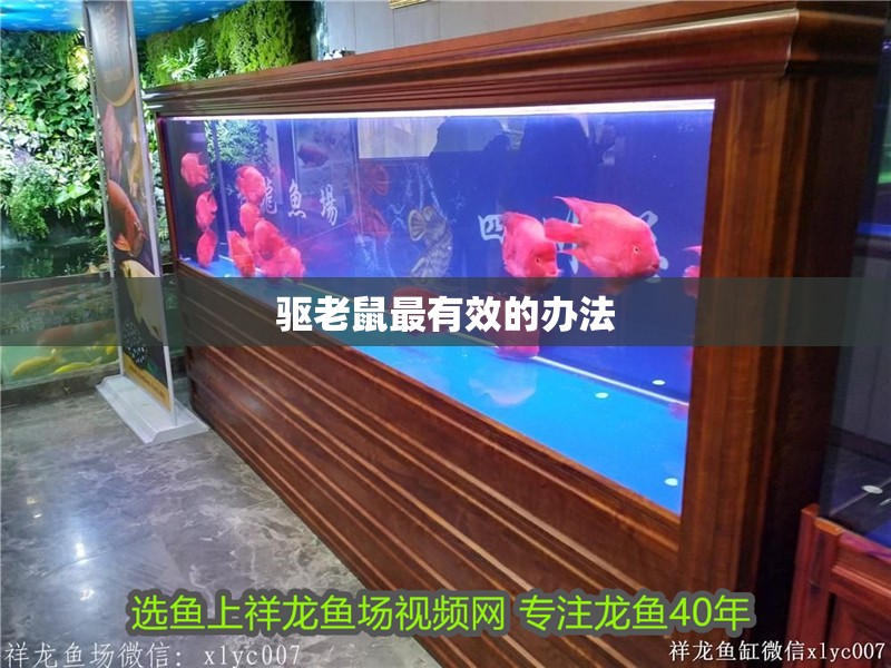 驅老鼠最有效的辦法