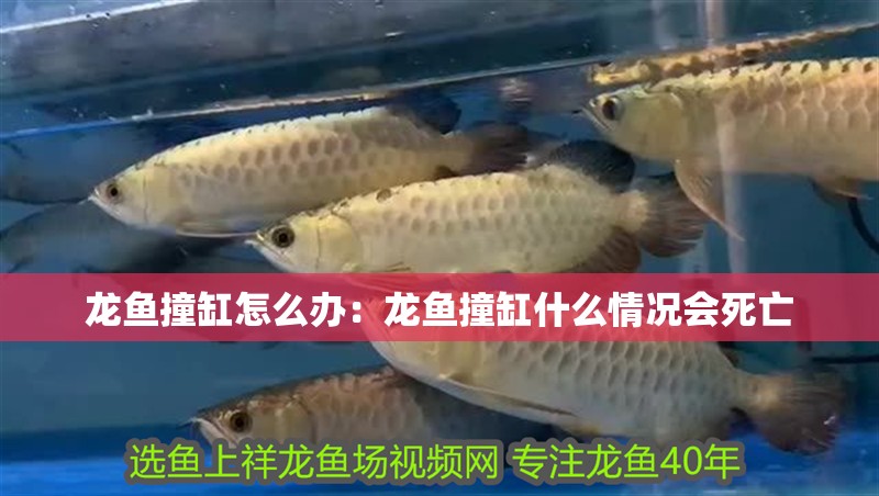 龍魚(yú)撞缸怎么辦：龍魚(yú)撞缸什么情況會(huì)死亡