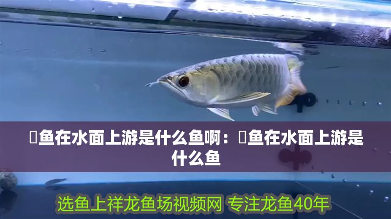 魟魚在水面上游是什么魚啊:魟魚在水面上游是什么魚 魟魚百科 第2張 魟魚在水面上游是什么魚啊:魟魚在水面上游是什么魚 魟魚在水面上游是什么魚啊:魟魚在水面上游是什么魚 魟魚百科 第2張