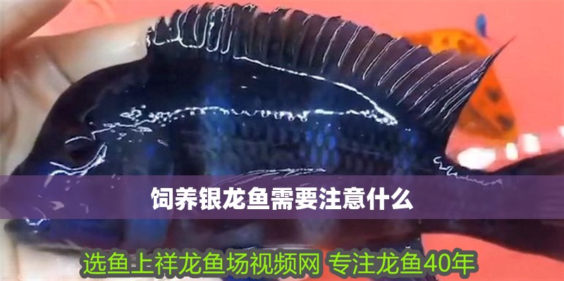 飼養銀龍魚需要注意什么