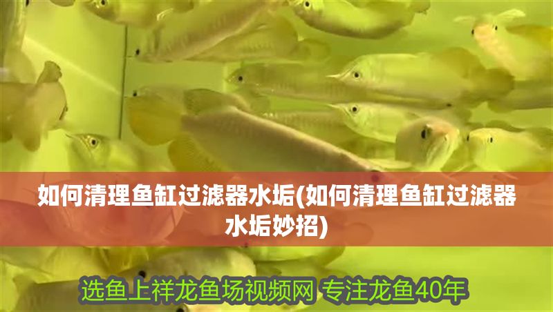 如何清理魚缸過濾器水垢(如何清理魚缸過濾器水垢妙招)