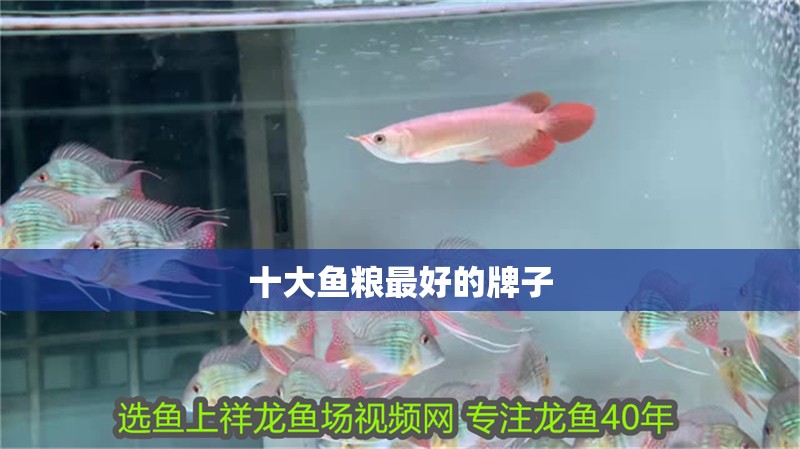 十大魚糧最好的牌子