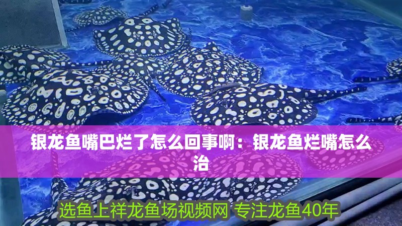銀龍魚嘴巴爛了怎么回事啊：銀龍魚爛嘴怎么治