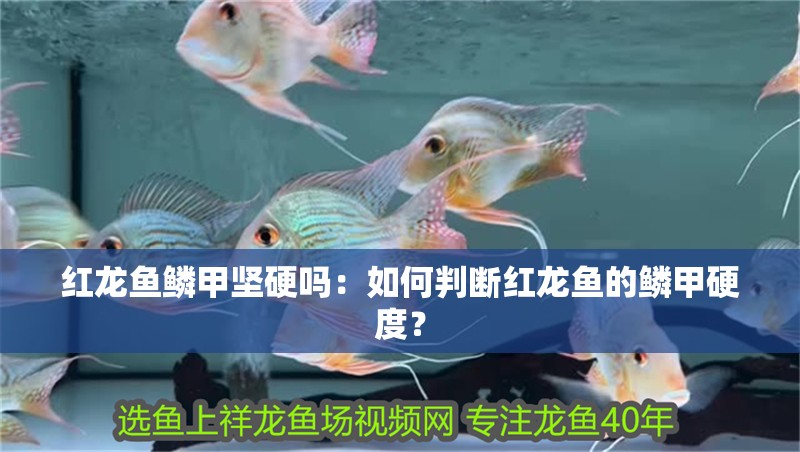 紅龍魚(yú)鱗甲堅(jiān)硬嗎：如何判斷紅龍魚(yú)的鱗甲硬度？