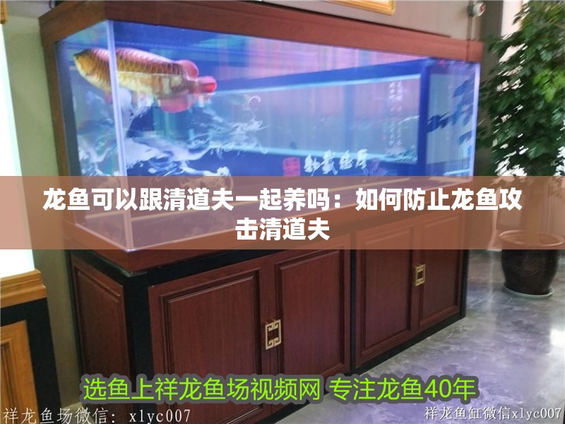 龍魚可以跟清道夫一起養嗎：如何防止龍魚攻擊清道夫