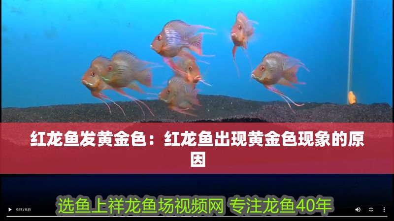 紅龍魚發黃金色：紅龍魚出現黃金色現象的原因
