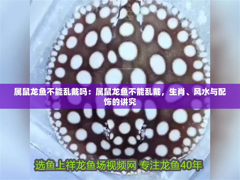 屬鼠龍魚不能亂戴嗎：屬鼠龍魚不能亂戴，生肖、風水與配飾的講究