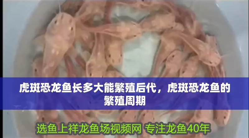 虎斑恐龍魚長多大能繁殖后代，虎斑恐龍魚的繁殖周期 虎斑恐龍魚長多大能繁殖后代，虎斑恐龍魚的繁殖周期 龍魚百科
