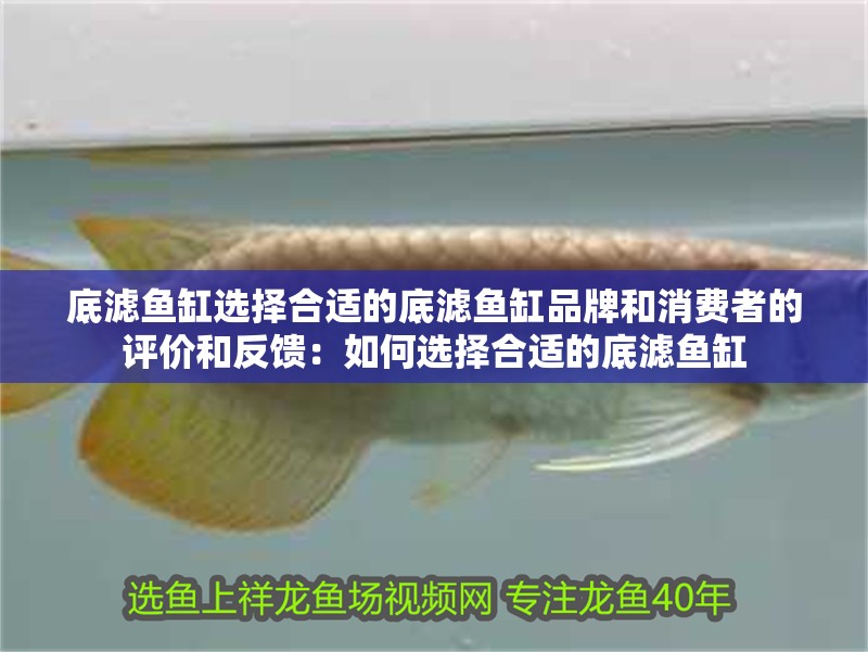 底濾魚缸選擇合適的底濾魚缸品牌和消費者的評價和反饋：如何選擇合適的底濾魚缸