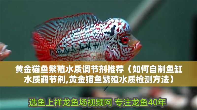 黃金貓魚繁殖水質(zhì)調(diào)節(jié)劑推薦（如何自制魚缸水質(zhì)調(diào)節(jié)劑,黃金貓魚繁殖水質(zhì)檢測方法）