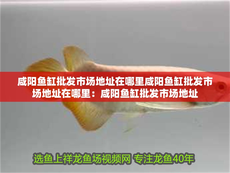 咸陽魚缸批發市場地址在哪里咸陽魚缸批發市場地址在哪里：咸陽魚缸批發市場地址