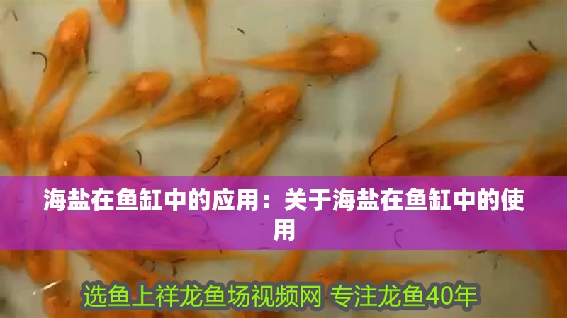 海鹽在魚缸中的應用：關于海鹽在魚缸中的使用