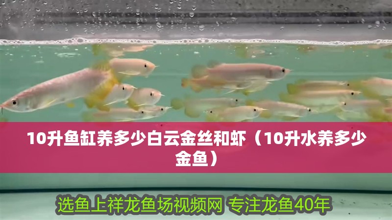 10升魚缸養多少白云金絲和蝦（10升水養多少金魚）