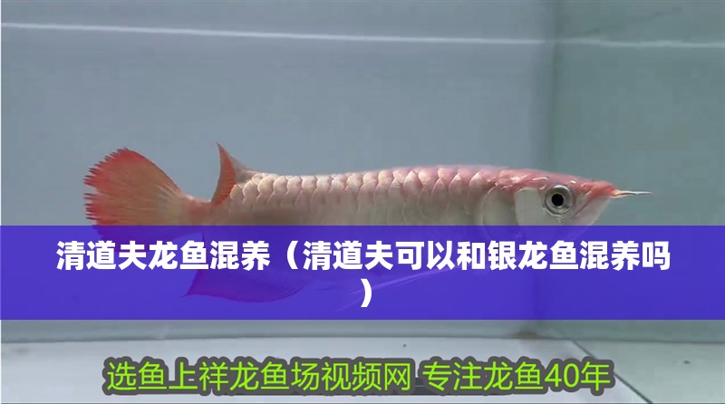 清道夫龍魚混養（清道夫可以和銀龍魚混養嗎）