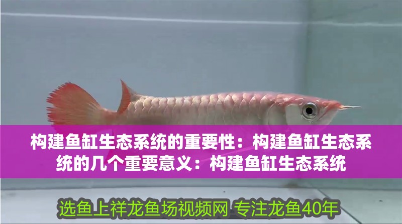 構建魚缸生態系統的重要性：構建魚缸生態系統的幾個重要意義：構建魚缸生態系統