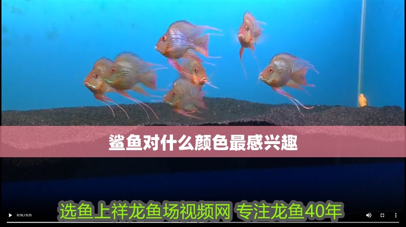 鯊魚對什么顏色最感興趣