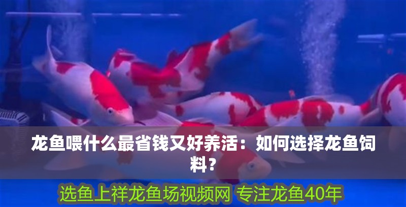 龍魚喂什么最省錢又好養活：如何選擇龍魚飼料？