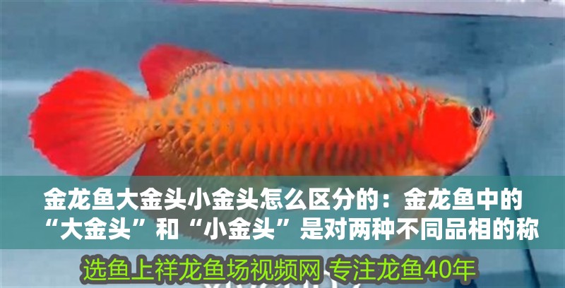 金龍魚大金頭小金頭怎么區分的：金龍魚中的“大金頭”和“小金頭”是對兩種不同品相的稱呼