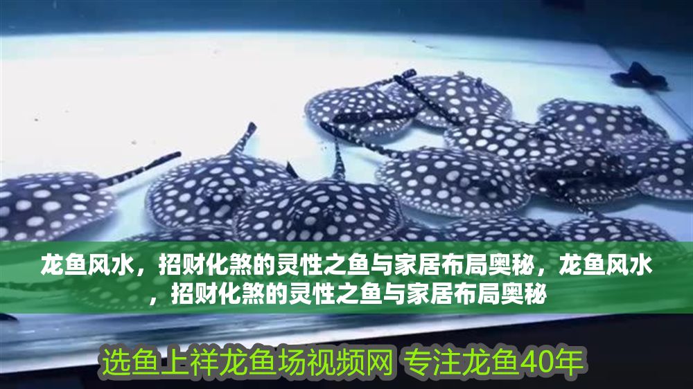 龍魚風水，招財化煞的靈性之魚與家居布局奧秘，龍魚風水，招財化煞的靈性之魚與家居布局奧秘