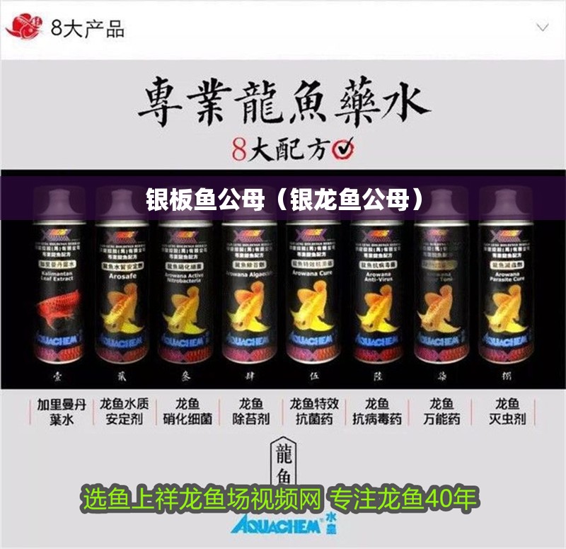 銀板魚公母（銀龍魚公母）