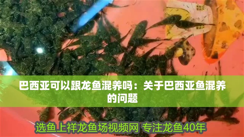 巴西亞可以跟龍魚混養(yǎng)嗎：關(guān)于巴西亞魚混養(yǎng)的問(wèn)題