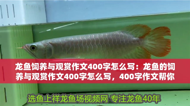 龍魚飼養與觀賞作文400字怎么寫：龍魚的飼養與觀賞作文400字怎么寫，400字作文幫你了解