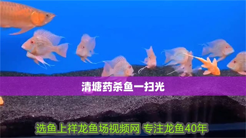 清塘藥殺魚一掃光