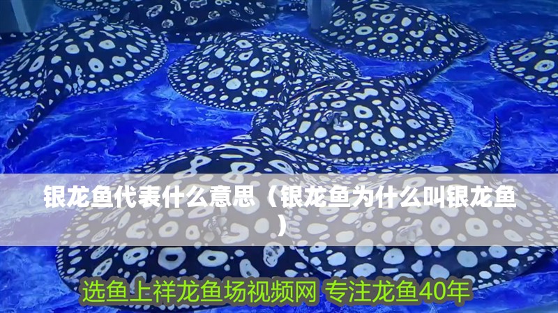 銀龍魚代表什么意思（銀龍魚為什么叫銀龍魚）