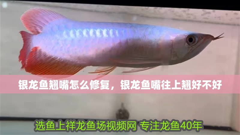 銀龍魚翹嘴怎么修復(fù)，銀龍魚嘴往上翹好不好