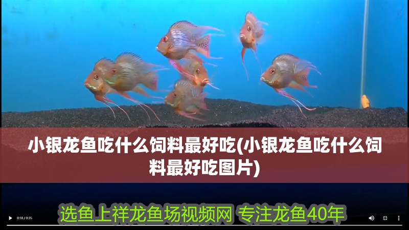 小銀龍魚吃什么飼料最好吃(小銀龍魚吃什么飼料最好吃圖片)