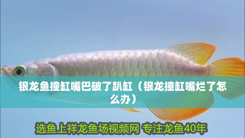 銀龍魚撞缸嘴巴破了趴缸（銀龍撞缸嘴爛了怎么辦）