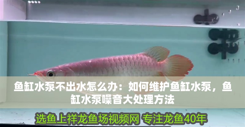 魚缸水泵不出水怎么辦：如何維護魚缸水泵，魚缸水泵噪音大處理方法 魚缸水泵不出水怎么辦：如何維護魚缸水泵，魚缸水泵噪音大處理方法 魚缸百科