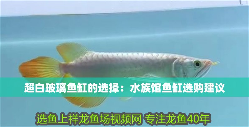 超白玻璃魚(yú)缸的選擇：水族館魚(yú)缸選購(gòu)建議
