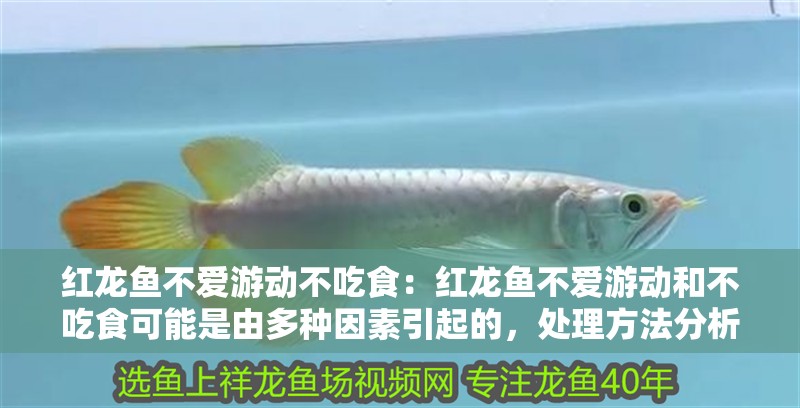 紅龍魚不愛游動不吃食：紅龍魚不愛游動和不吃食可能是由多種因素引起的，處理方法分析