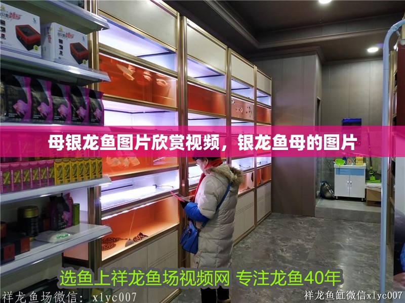 母銀龍魚圖片欣賞視頻，銀龍魚母的圖片