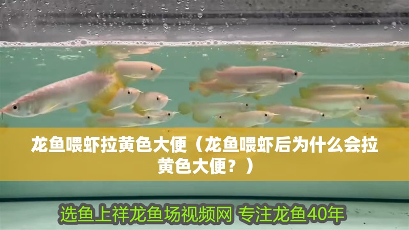 龍魚喂蝦拉黃色大便（龍魚喂蝦后為什么會拉黃色大便？）
