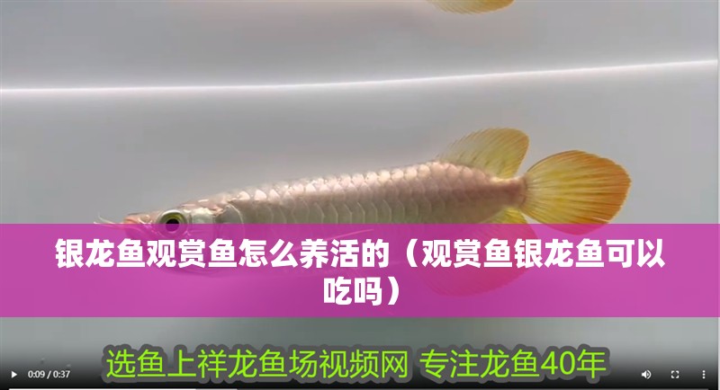 銀龍魚(yú)觀賞魚(yú)怎么養(yǎng)活的（觀賞魚(yú)銀龍魚(yú)可以吃嗎）