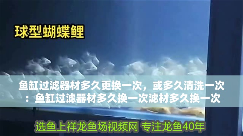 魚缸過濾器材多久更換一次，或多久清洗一次：魚缸過濾器材多久換一次濾材多久換一次 魚缸過濾器材多久更換一次，或多久清洗一次：魚缸過濾器材多久換一次濾材多久換一次 魚缸百科