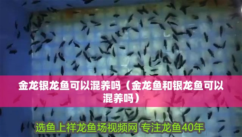 金龍銀龍魚可以混養嗎（金龍魚和銀龍魚可以混養嗎）