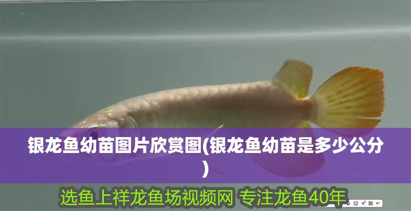 銀龍魚幼苗圖片欣賞圖(銀龍魚幼苗是多少公分) 銀龍魚幼苗圖片欣賞圖(銀龍魚幼苗是多少公分) 銀龍魚百科 第1張