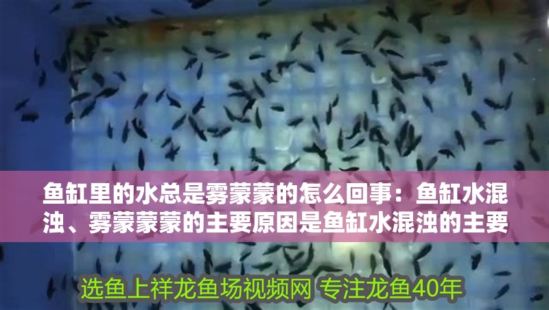 魚缸里的水總是霧蒙蒙的怎么回事：魚缸水混濁、霧蒙蒙蒙的主要原因是魚缸水混濁的主要原因