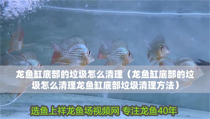 龍魚缸底部的垃圾怎么清理（龍魚缸底部的垃圾怎么清理龍魚缸底部垃圾清理方法）