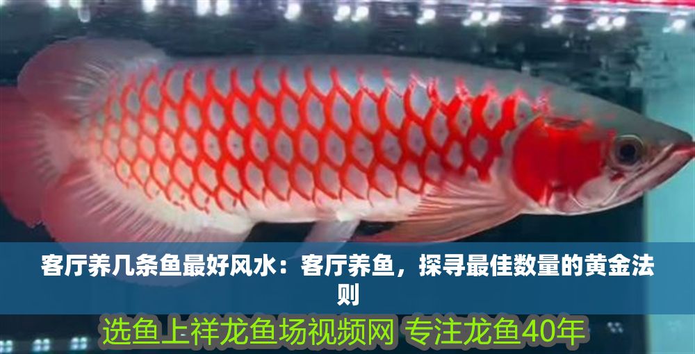 客廳養幾條魚最好風水：客廳養魚，探尋最佳數量的黃金法則