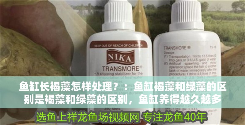 魚缸長褐藻怎樣處理？：魚缸褐藻和綠藻的區別是褐藻和綠藻的區別，魚缸養得越久越多 魚缸長褐藻怎樣處理？：魚缸褐藻和綠藻的區別是褐藻和綠藻的區別，魚缸養得越久越多 魚缸百科