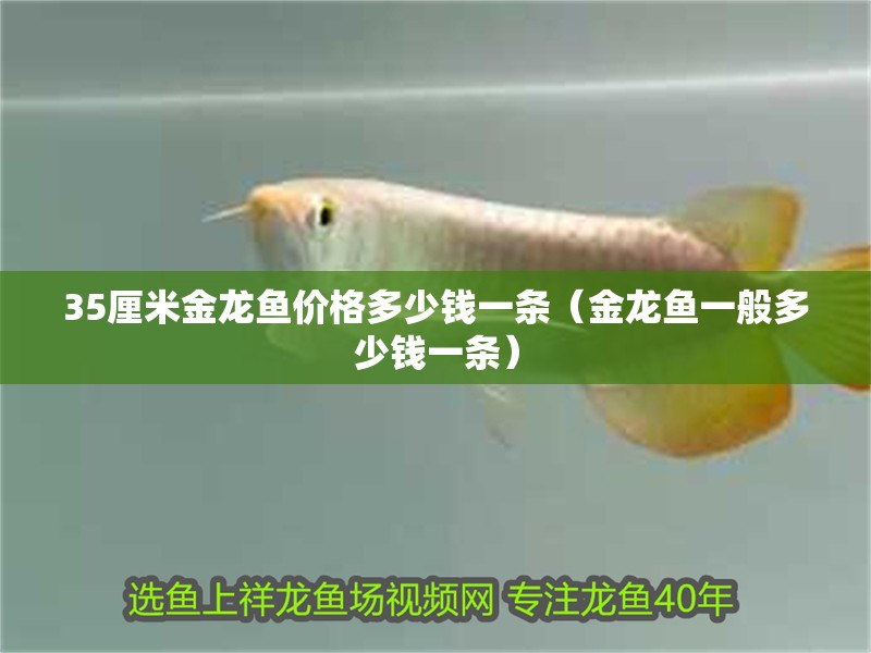 35厘米金龍魚價(jià)格多少錢一條（金龍魚一般多少錢一條）