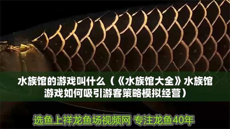 水族館的游戲叫什么（《水族館大全》水族館游戲如何吸引游客策略模擬經營）