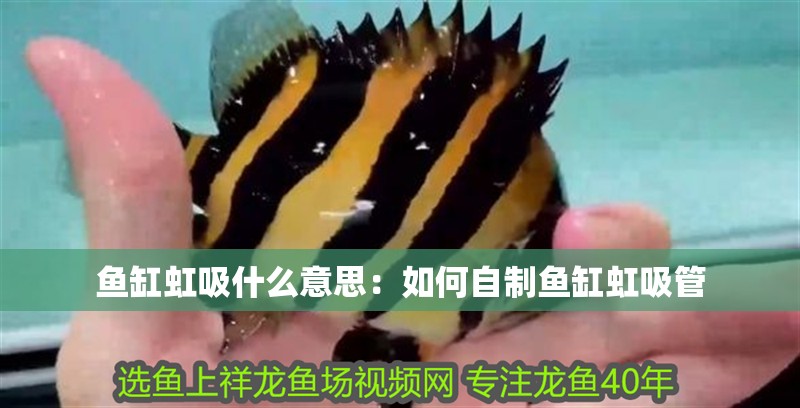 魚缸虹吸什么意思：如何自制魚缸虹吸管