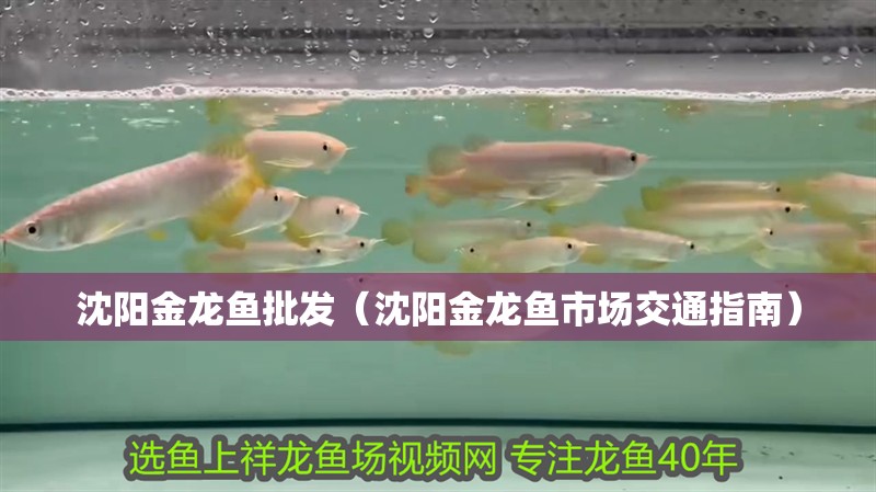 沈陽金龍魚批發（沈陽金龍魚市場交通指南）